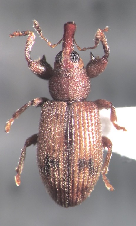 Tribe Tychiini :: Gallery-of-weevil-images
